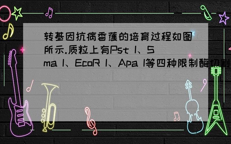 转基因抗病香蕉的培育过程如图所示.质粒上有Pst I、Sma I、EcoR I、Apa I等四种限制酶切割位点.构建含抗病基因的表达载体A时,应选用限制酶             ,对          进行切割.答案是 PstI、EcoRI