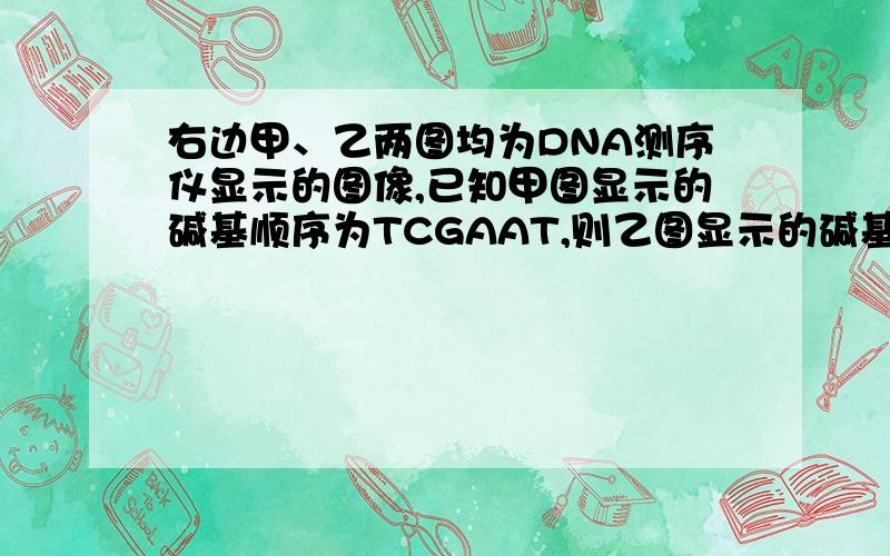 右边甲、乙两图均为DNA测序仪显示的图像,已知甲图显示的碱基顺序为TCGAAT,则乙图显示的碱基顺序为(　　)A．TCGCAC　　　　　　　  B．ACCGTGC．ATTCAG                D．TCCGGA 答案B