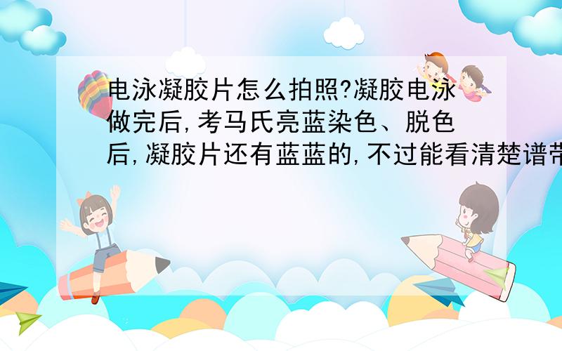 电泳凝胶片怎么拍照?凝胶电泳做完后,考马氏亮蓝染色、脱色后,凝胶片还有蓝蓝的,不过能看清楚谱带,但是照照片就看不清了.观察图谱是不是要在紫外灯下观察?拍照是不是也要拍紫外灯下的