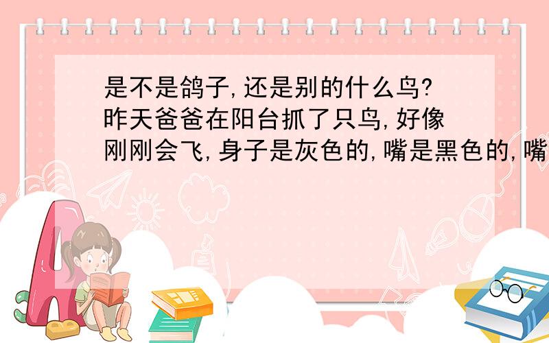 是不是鸽子,还是别的什么鸟?昨天爸爸在阳台抓了只鸟,好像刚刚会飞,身子是灰色的,嘴是黑色的,嘴挺长的,请问这是不是鸽子?或是什么别的鸟?