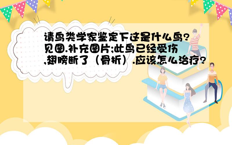 请鸟类学家鉴定下这是什么鸟?见图.补充图片;此鸟已经受伤,翅膀断了（骨折）.应该怎么治疗?