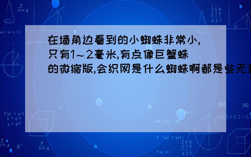 在墙角边看到的小蜘蛛非常小,只有1～2毫米,有点像巨蟹蛛的微缩版,会织网是什么蜘蛛啊都是些无意义的回答啊