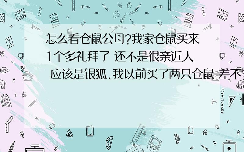 怎么看仓鼠公母?我家仓鼠买来1个多礼拜了 还不是很亲近人 应该是银狐.我以前买了两只仓鼠 差不多这时候就很亲近人了 经常是看见我就爬出来舔我的手...可这个不舔 反倒有时候咬一口.而