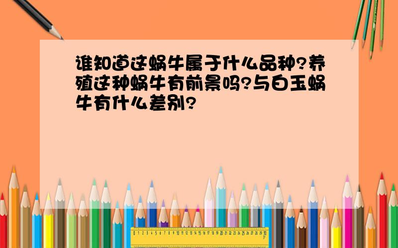 谁知道这蜗牛属于什么品种?养殖这种蜗牛有前景吗?与白玉蜗牛有什么差别?