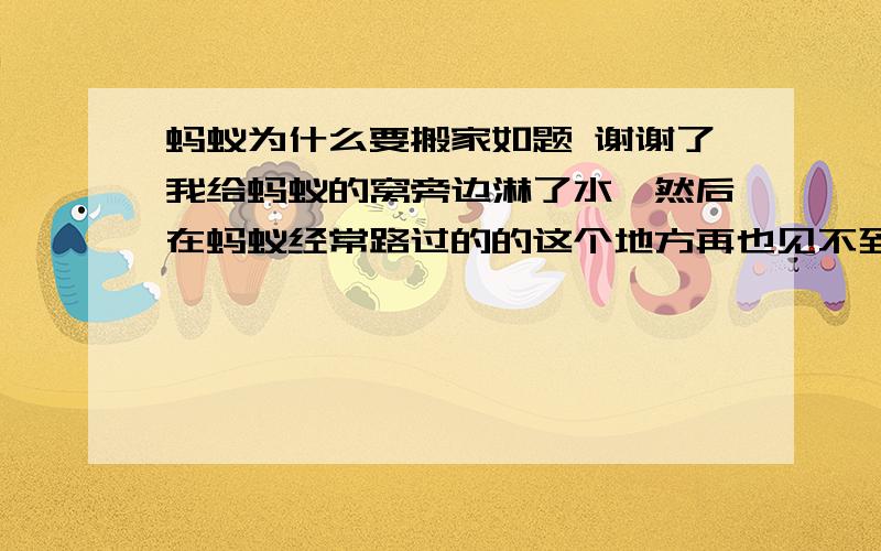 蚂蚁为什么要搬家如题 谢谢了我给蚂蚁的窝旁边淋了水,然后在蚂蚁经常路过的的这个地方再也见不到蚂蚁了.