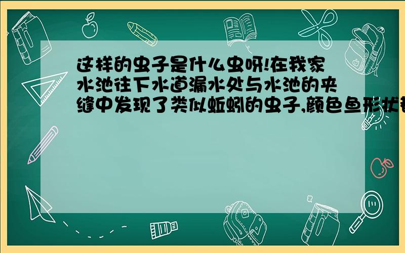 这样的虫子是什么虫呀!在我家水池往下水道漏水处与水池的夹缝中发现了类似蚯蚓的虫子,颜色鱼形状都很像,但比蚯蚓更细、像线,而且弄断了还会动,见过这样的虫子吗?是什么?我上周在水池