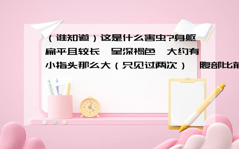 （谁知道）这是什么害虫?身躯扁平且较长,呈深褐色,大约有小指头那么大（只见过两次）,腹部比前部分略宽一些,足枝细小光滑（不像苍蝇和蟑螂那样足枝上有毛或刺）,足枝的颜色是褐色与