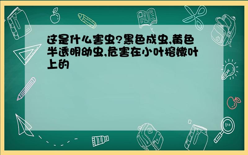 这是什么害虫?黑色成虫,黄色半透明幼虫,危害在小叶榕嫩叶上的