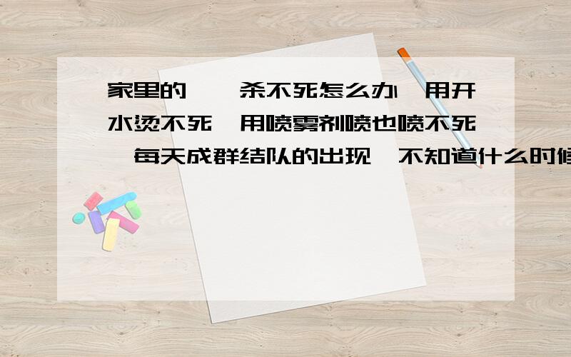 家里的蟑螂杀不死怎么办,用开水烫不死,用喷雾剂喷也喷不死,每天成群结队的出现,不知道什么时候才是个头,不会要长期跟蟑螂住一起吧,大家有什么好的办法推荐一下.