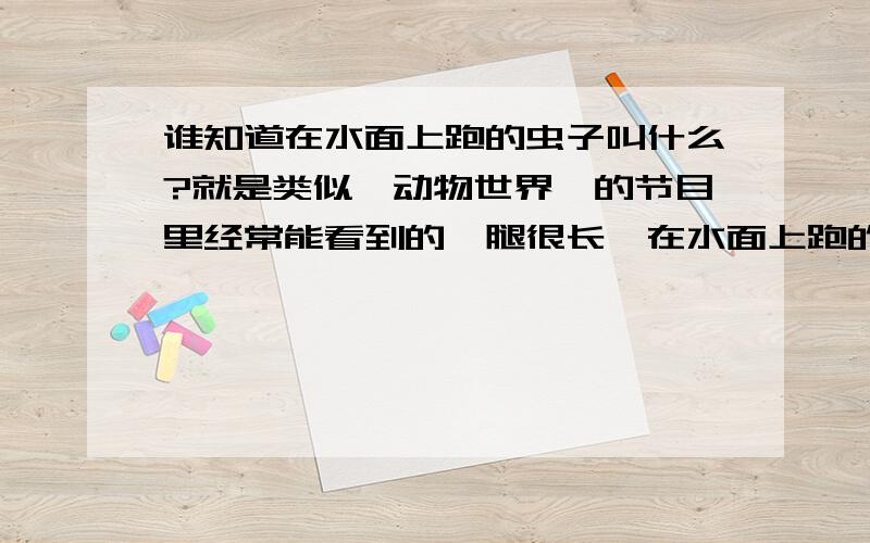 谁知道在水面上跑的虫子叫什么?就是类似《动物世界》的节目里经常能看到的,腿很长,在水面上跑的飞快的那种虫子（也好像是一种蜥蜴）.看了一下水黾的照片,确定不是；水蚊子是什么我