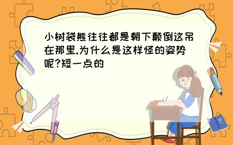 小树袋熊往往都是朝下颠倒这吊在那里.为什么是这样怪的姿势呢?短一点的