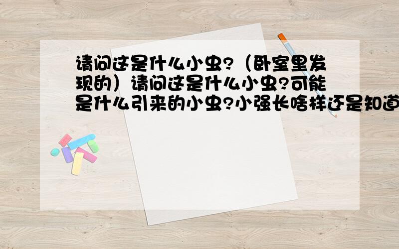 请问这是什么小虫?（卧室里发现的）请问这是什么小虫?可能是什么引来的小虫?小强长啥样还是知道的,肯定不是小强.