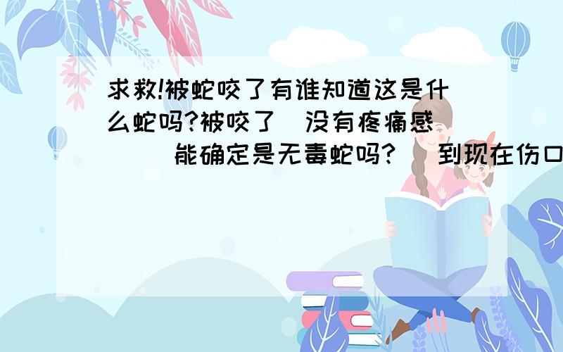 求救!被蛇咬了有谁知道这是什么蛇吗?被咬了  没有疼痛感     能确定是无毒蛇吗?   到现在伤口周围 还没有出现肿的现象都是在厕所捉到的   昨天是  银环蛇 没咬到我    今天我弟被咬了 我还