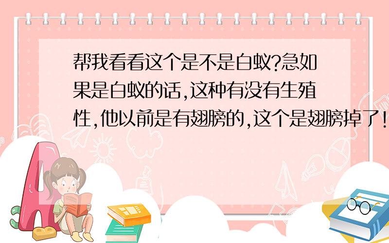 帮我看看这个是不是白蚁?急如果是白蚁的话,这种有没有生殖性,他以前是有翅膀的,这个是翅膀掉了!