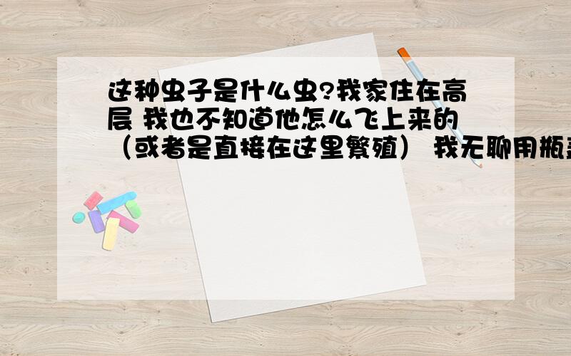 这种虫子是什么虫?我家住在高层 我也不知道他怎么飞上来的（或者是直接在这里繁殖） 我无聊用瓶盖捉了一直玩 但不知道叫做什么虫 你们看看