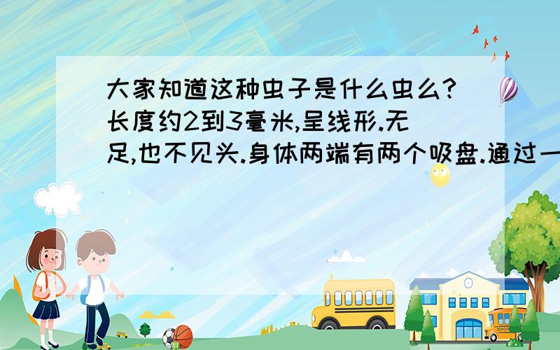 大家知道这种虫子是什么虫么?长度约2到3毫米,呈线形.无足,也不见头.身体两端有两个吸盘.通过一伸一缩来向前行走.它不动的时候,看起来像空气中飘得脏东西.我看见过两次这种虫.一次绿色,