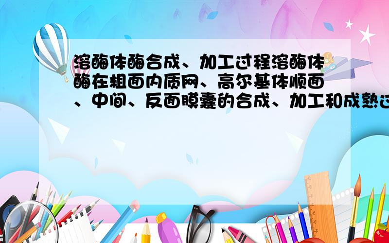 溶酶体酶合成、加工过程溶酶体酶在粗面内质网、高尔基体顺面、中间、反面膜囊的合成、加工和成熟过程,最好分部叙述.谢