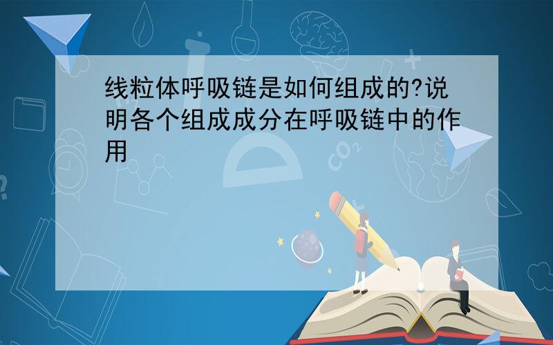 线粒体呼吸链是如何组成的?说明各个组成成分在呼吸链中的作用