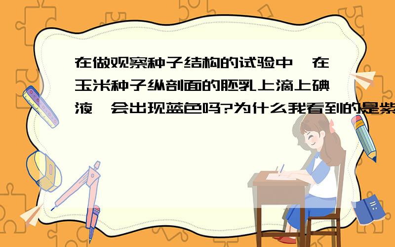 在做观察种子结构的试验中,在玉米种子纵剖面的胚乳上滴上碘液,会出现蓝色吗?为什么我看到的是紫黑色?