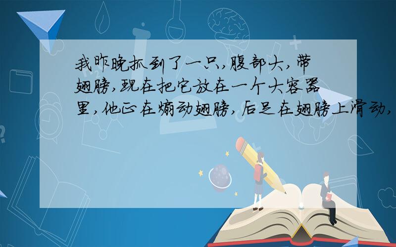 我昨晚抓到了一只,腹部大,带翅膀,现在把它放在一个大容器里,他正在煽动翅膀,后足在翅膀上滑动,这是在干嘛?