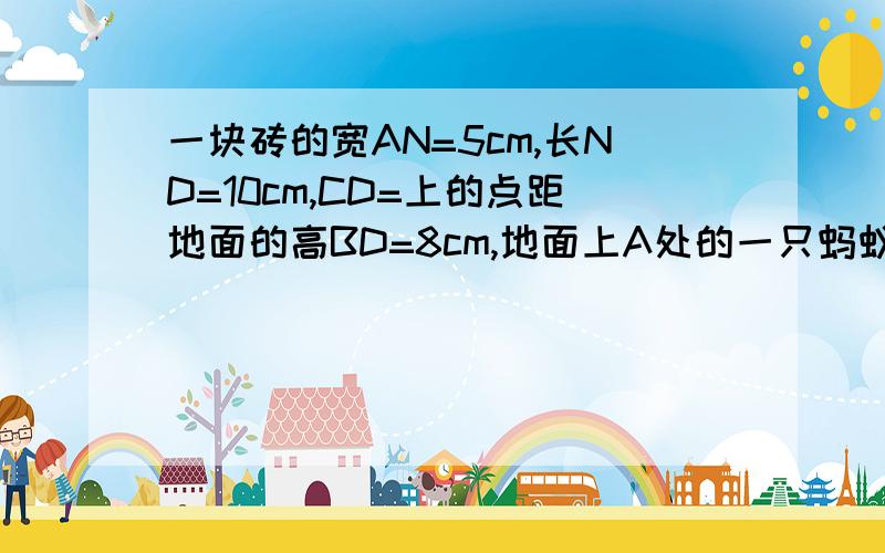 一块砖的宽AN=5cm,长ND=10cm,CD=上的点距地面的高BD=8cm,地面上A处的一只蚂蚁要到B处吃屎,需要爬行的最短路径是多少?