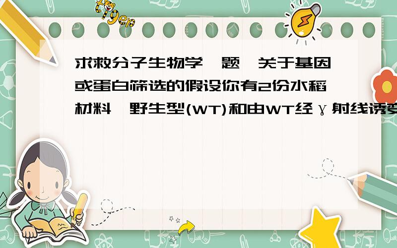 求救分子生物学一题,关于基因或蛋白筛选的假设你有2份水稻材料,野生型(WT)和由WT经γ射线诱变而来的突变体(M).WT在生长发育的任何时期叶片均不会自发产生锈斑,而M在生长至30天时,在无任何