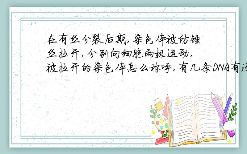 在有丝分裂后期,染色体被纺锤丝拉开,分别向细胞两极运动,被拉开的染色体怎么称呼,有几条DNA有没有姐妹染色单体?同源染色体就是姐妹染色体（单体）吗?此时还有着丝点吗?若以X为一条染