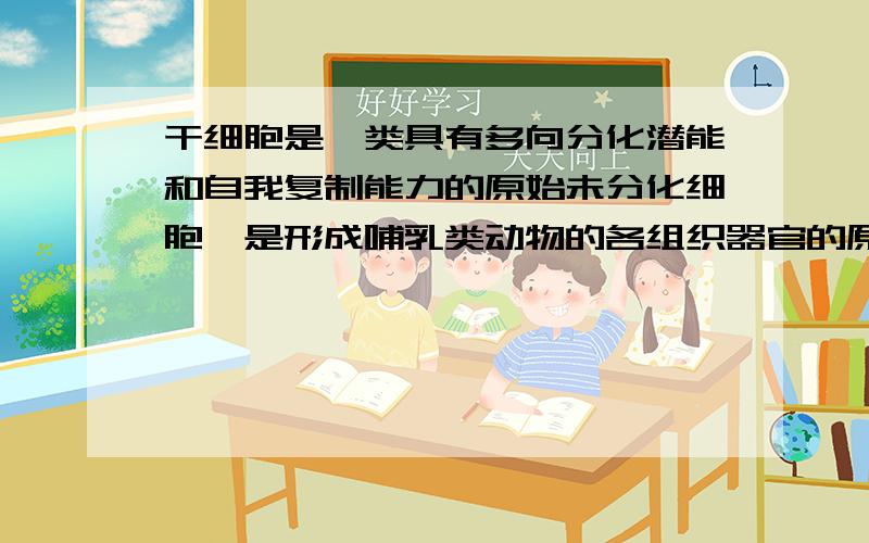 干细胞是一类具有多向分化潜能和自我复制能力的原始未分化细胞,是形成哺乳类动物的各组织器官的原始细胞哪些干细胞是原始细胞?