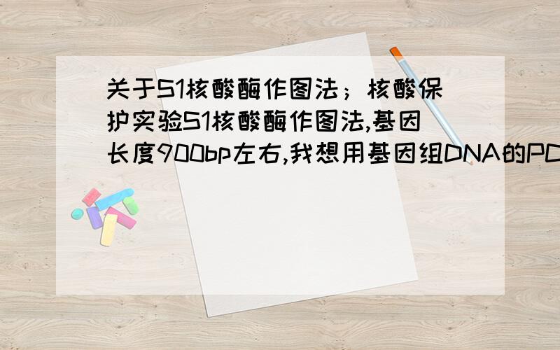 关于S1核酸酶作图法；核酸保护实验S1核酸酶作图法,基因长度900bp左右,我想用基因组DNA的PCR产物和总mRNA或单链总cDNA杂交,用S1核酸酶消化,目的是明确该基因的外显子.问题是有人质疑说900bp的