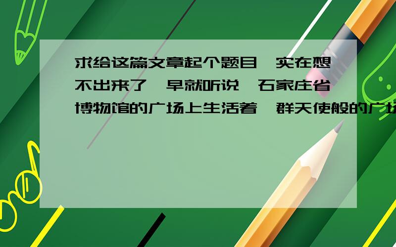 求给这篇文章起个题目,实在想不出来了,早就听说,石家庄省博物馆的广场上生活着一群天使般的广场鸽,而今天,我有幸来到这里,一睹它们的风采.车轮转动,很快,我就来到了这里.一杯3元钱的