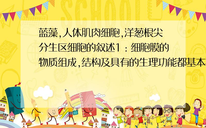 蓝藻,人体肌肉细胞,洋葱根尖分生区细胞的叙述1：细胞膜的物质组成,结构及具有的生理功能都基本相同2：有两种类型的核酸,有核糖体、高尔基体等结构复杂的细胞器,能够合成蛋白质3：以