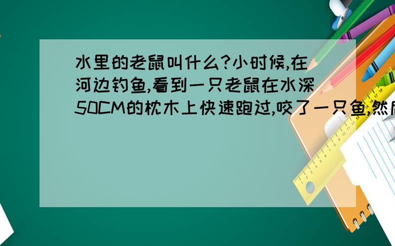 水里的老鼠叫什么?小时候,在河边钓鱼,看到一只老鼠在水深50CM的枕木上快速跑过,咬了一只鱼,然后很快躲起来,只剩下水中一种腥红.个头不大,只有家鼠一般大小,体长10公分左右,加上尾巴接近