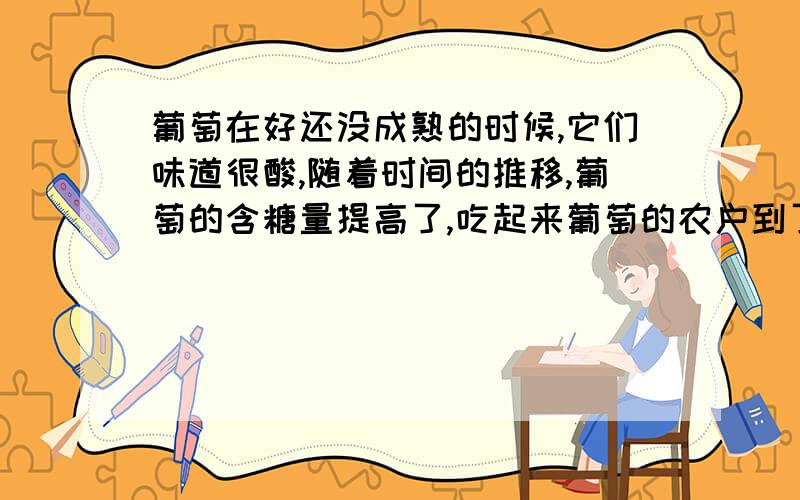 葡萄在好还没成熟的时候,它们味道很酸,随着时间的推移,葡萄的含糖量提高了,吃起来葡萄的农户到了收获时节才采摘葡萄,所以超市里的葡萄都是到了成熟期才上架的.然而,生长在公园里的葡