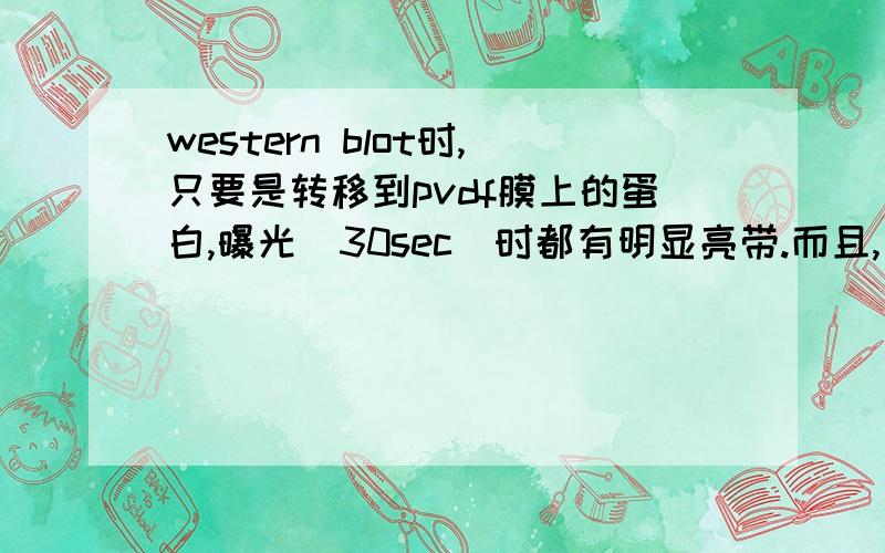 western blot时,只要是转移到pvdf膜上的蛋白,曝光（30sec）时都有明显亮带.而且,如果曝光5min,连那些用脱脂奶粉封闭的地方也出现亮色.请问可能是哪里出了问题吗?