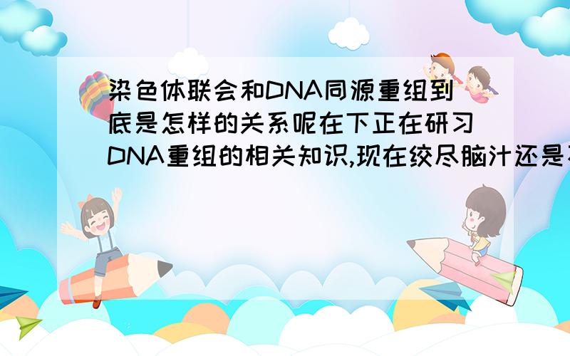 染色体联会和DNA同源重组到底是怎样的关系呢在下正在研习DNA重组的相关知识,现在绞尽脑汁还是不明白一个问题：关于染色体联会和DNA同源重组的关系,有一个共识即：“现在认为,同源重组