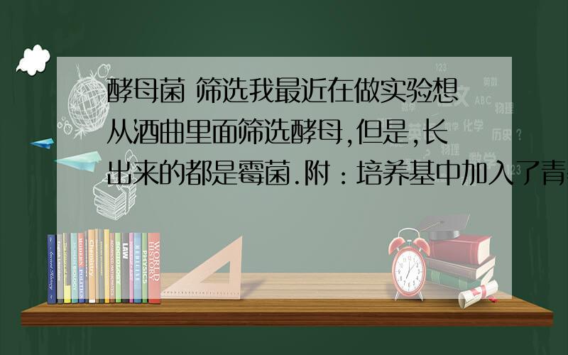 酵母菌 筛选我最近在做实验想从酒曲里面筛选酵母,但是,长出来的都是霉菌.附：培养基中加入了青霉素和链霉素