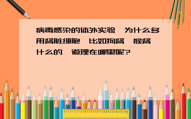 病毒感染的体外实验,为什么多用肾脏细胞,比如狗肾,猴肾,什么的,道理在哪里呢?