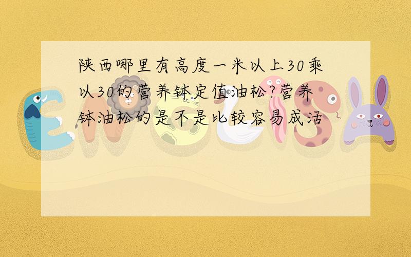 陕西哪里有高度一米以上30乘以30的营养钵定值油松?营养钵油松的是不是比较容易成活