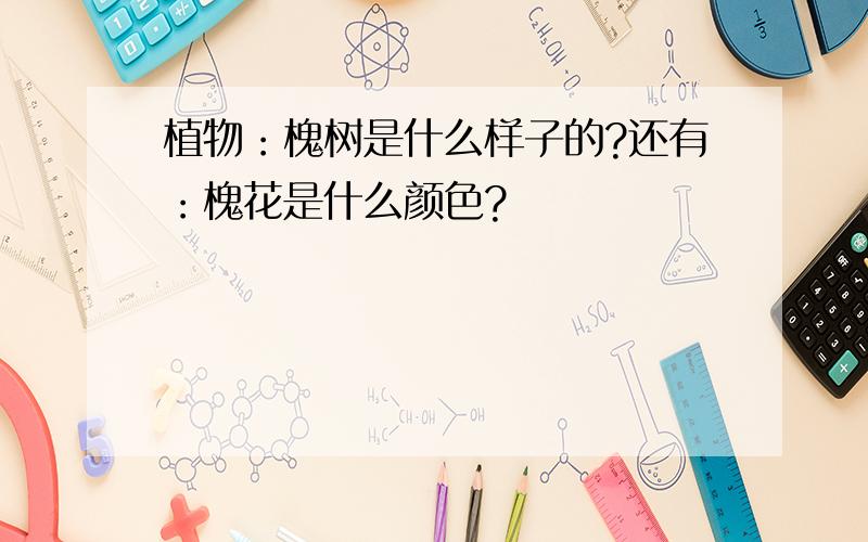 植物：槐树是什么样子的?还有：槐花是什么颜色?