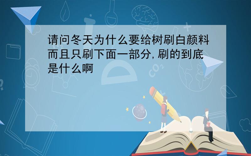 请问冬天为什么要给树刷白颜料而且只刷下面一部分,刷的到底是什么啊