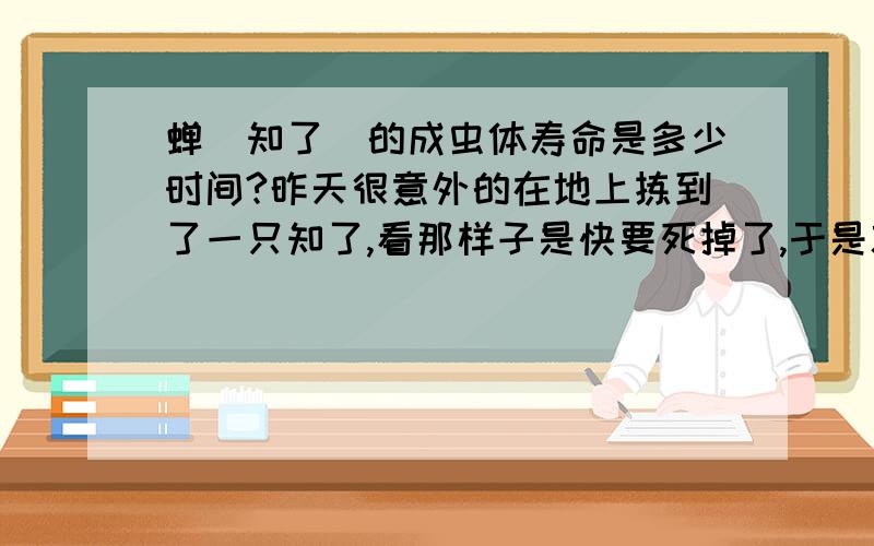 蝉(知了)的成虫体寿命是多少时间?昨天很意外的在地上拣到了一只知了,看那样子是快要死掉了,于是就想起了小时候看的一部动画片,里面提到了蝉(知了)的寿命只有10天(成虫体),但是朋友说他