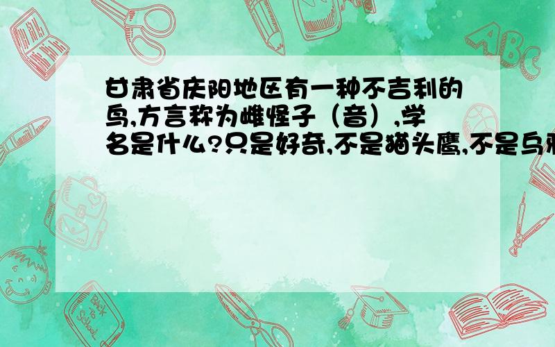 甘肃省庆阳地区有一种不吉利的鸟,方言称为雌怪子（音）,学名是什么?只是好奇,不是猫头鹰,不是乌鸦,叫声比乌鸦和猫头鹰的渗人,类似老头的笑声,hanhan…hanhan…