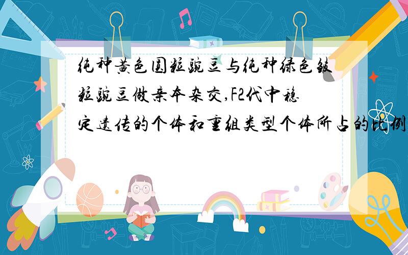 纯种黄色圆粒豌豆与纯种绿色皱粒豌豆做亲本杂交,F2代中稳定遗传的个体和重组类型个体所占的比例为这道题亲本杂交之后再怎样？F2是杂交还是自交？