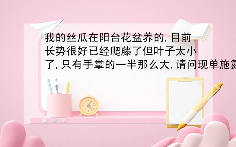 我的丝瓜在阳台花盆养的,目前长势很好已经爬藤了但叶子太小了,只有手掌的一半那么大,请问现单施氮肥可以吗