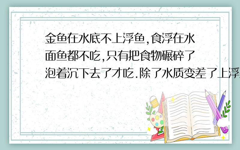 金鱼在水底不上浮鱼,食浮在水面鱼都不吃,只有把食物碾碎了泡着沉下去了才吃.除了水质变差了上浮来呼吸空气,其他其他时间都在水底呆着不动.为了鱼食也是这样,也不会上来.除非我把鱼食