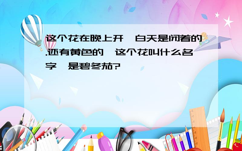 这个花在晚上开,白天是闭着的.还有黄色的,这个花叫什么名字,是碧冬茄?