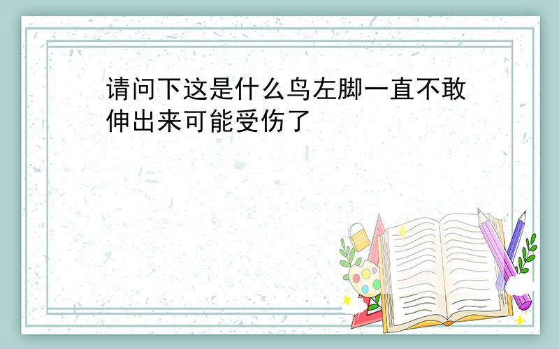 请问下这是什么鸟左脚一直不敢伸出来可能受伤了