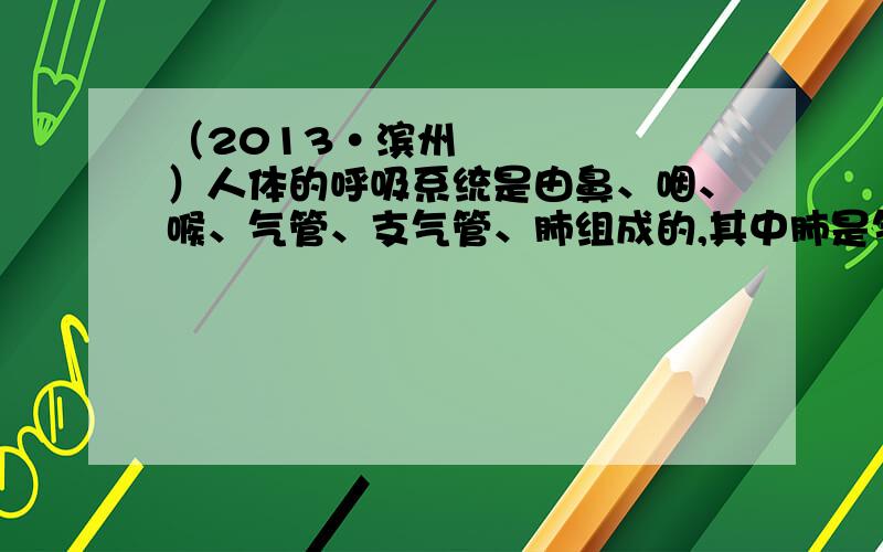 （2013•滨州）人体的呼吸系统是由鼻、咽、喉、气管、支气管、肺组成的,其中肺是气体交换的主要场所．下列有关肺泡适于进行气体交换特点的叙述正确的是（　　）①肺泡数量很多 ②