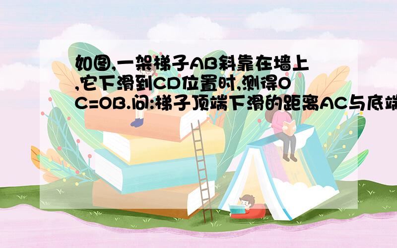 如图,一架梯子AB斜靠在墙上,它下滑到CD位置时,测得OC=OB.问:梯子顶端下滑的距离AC与底端滑行的距离BD相等吗?为什么?