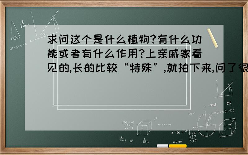 求问这个是什么植物?有什么功能或者有什么作用?上亲戚家看见的,长的比较“特殊”,就拍下来,问了很多人,有人说能入药,不知真假,还请知道的高手指点迷津,/>